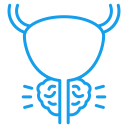 Prostate